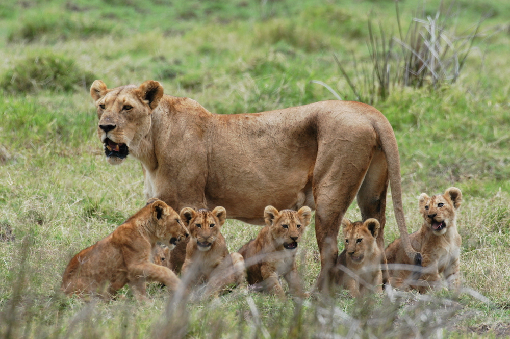 3-Day Fly-In Safari from Zanzibar to Mikumi