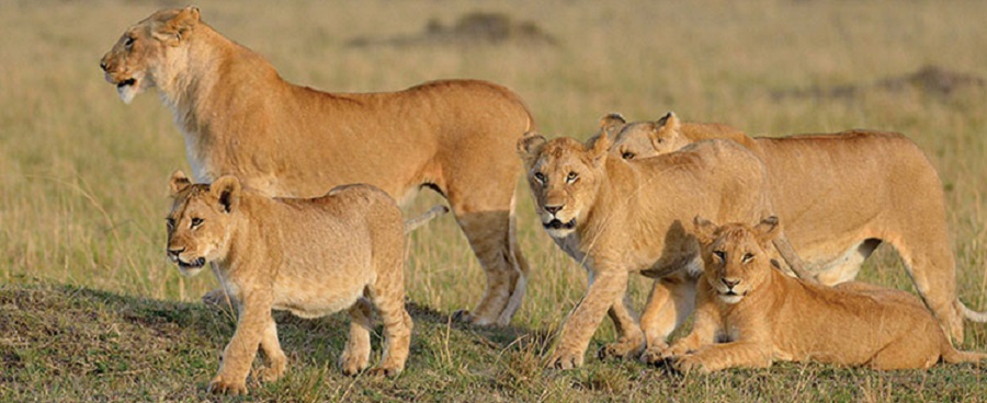 Arusha safari deals 2026