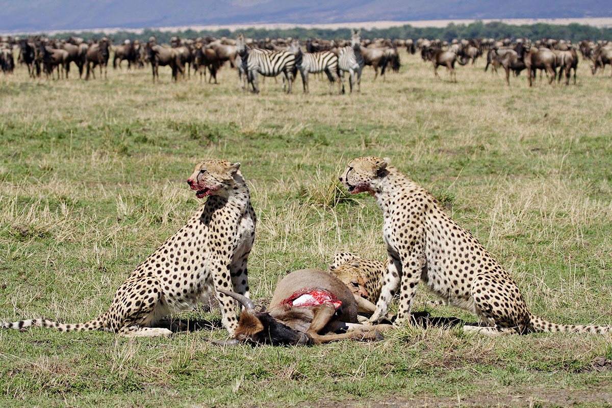 Ndutu predators during calving season 