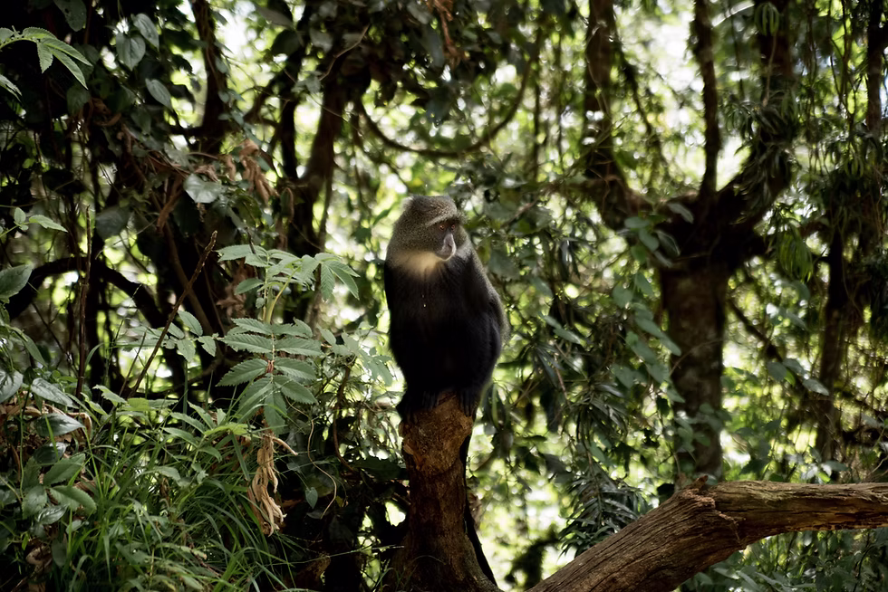 Kilimanjaro adventure tours