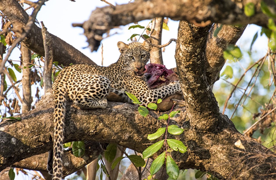 Safari + Boat Ride in Selous