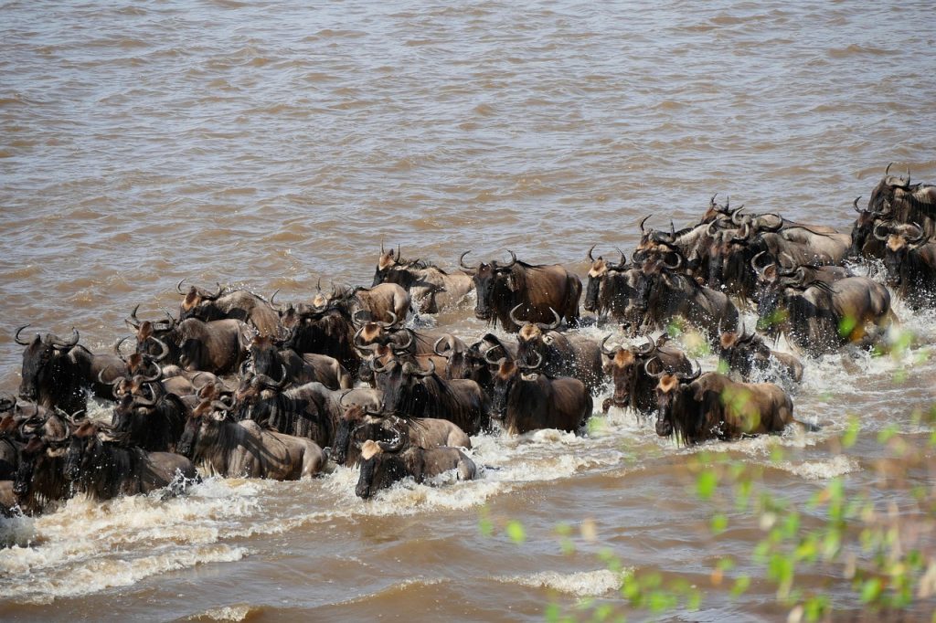 7 Days Serengeti River Crossing Migration Safari