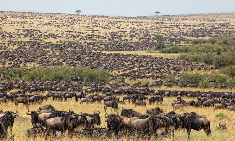 How many days are needed for a Serengeti migration safari?