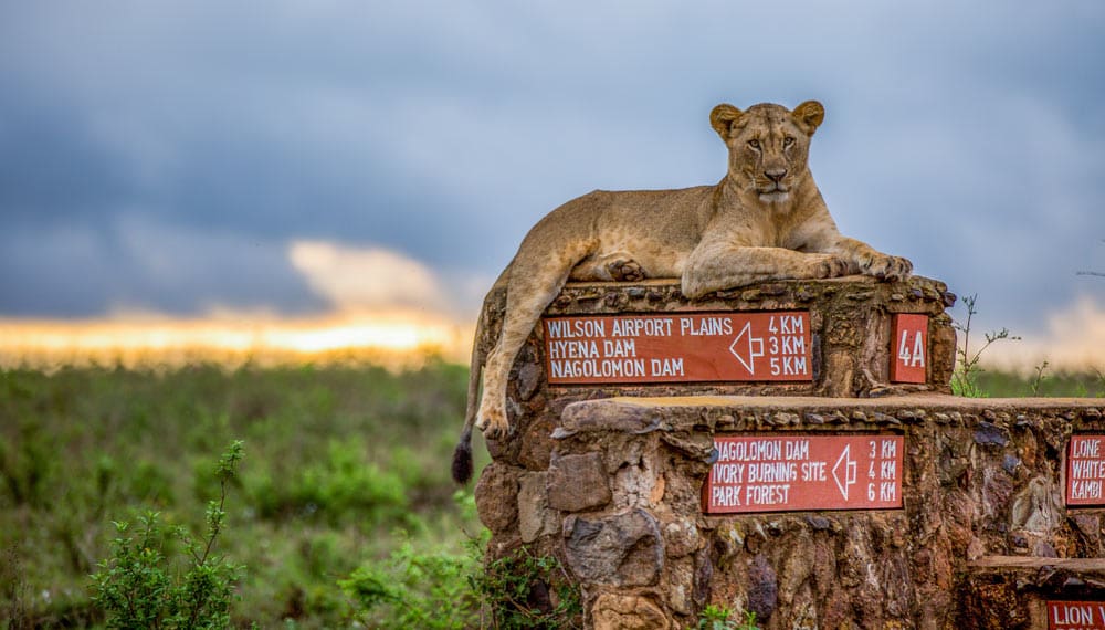 Nairobi National Park + Amboseli combo 2025