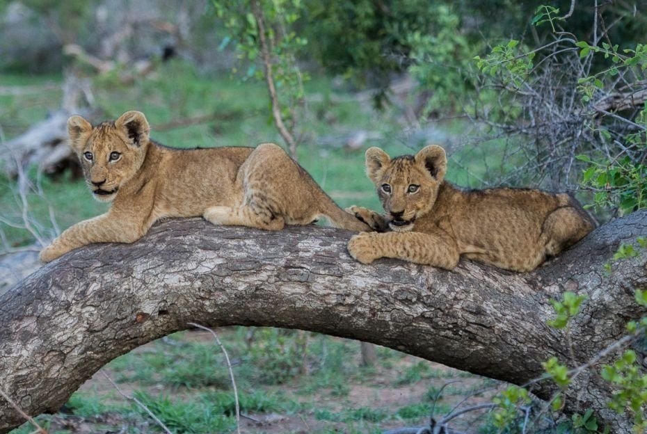 5 Days in Nyerere with Full Walking & Boat Safaris