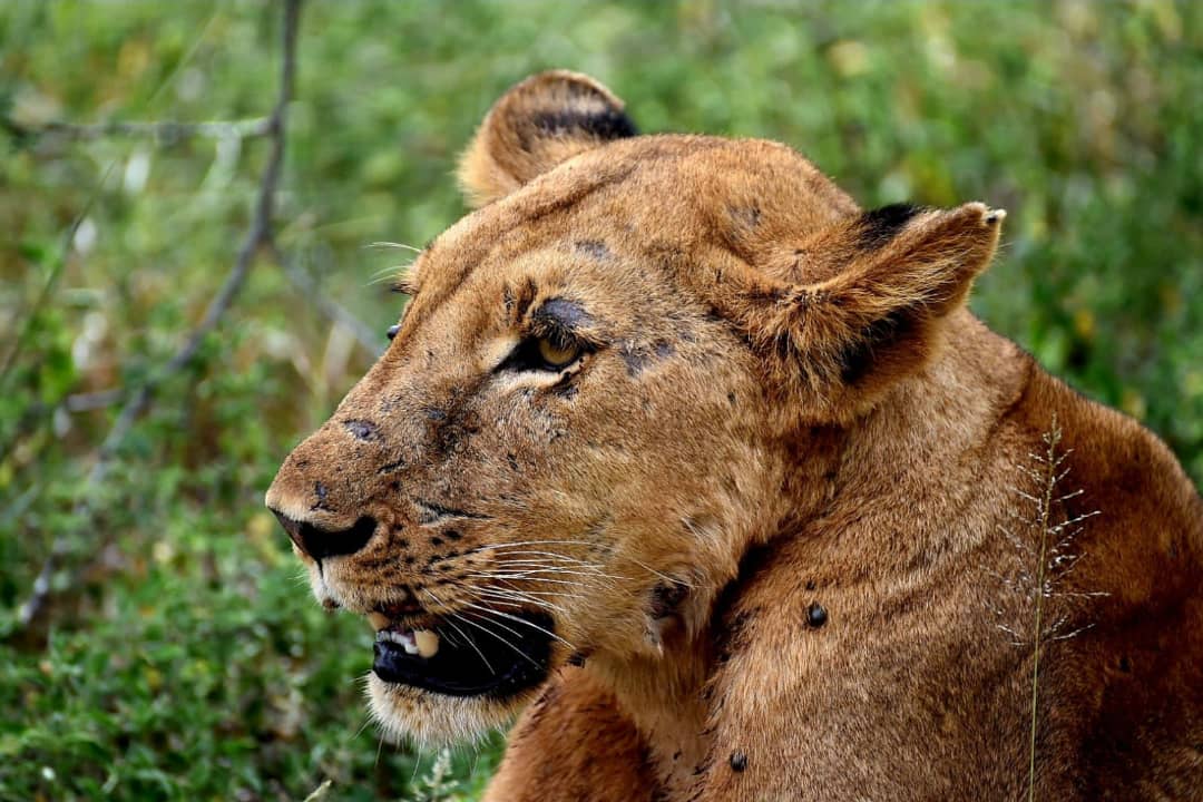 4-Day Private Tanzania Safari & Maasai Cultural Tour