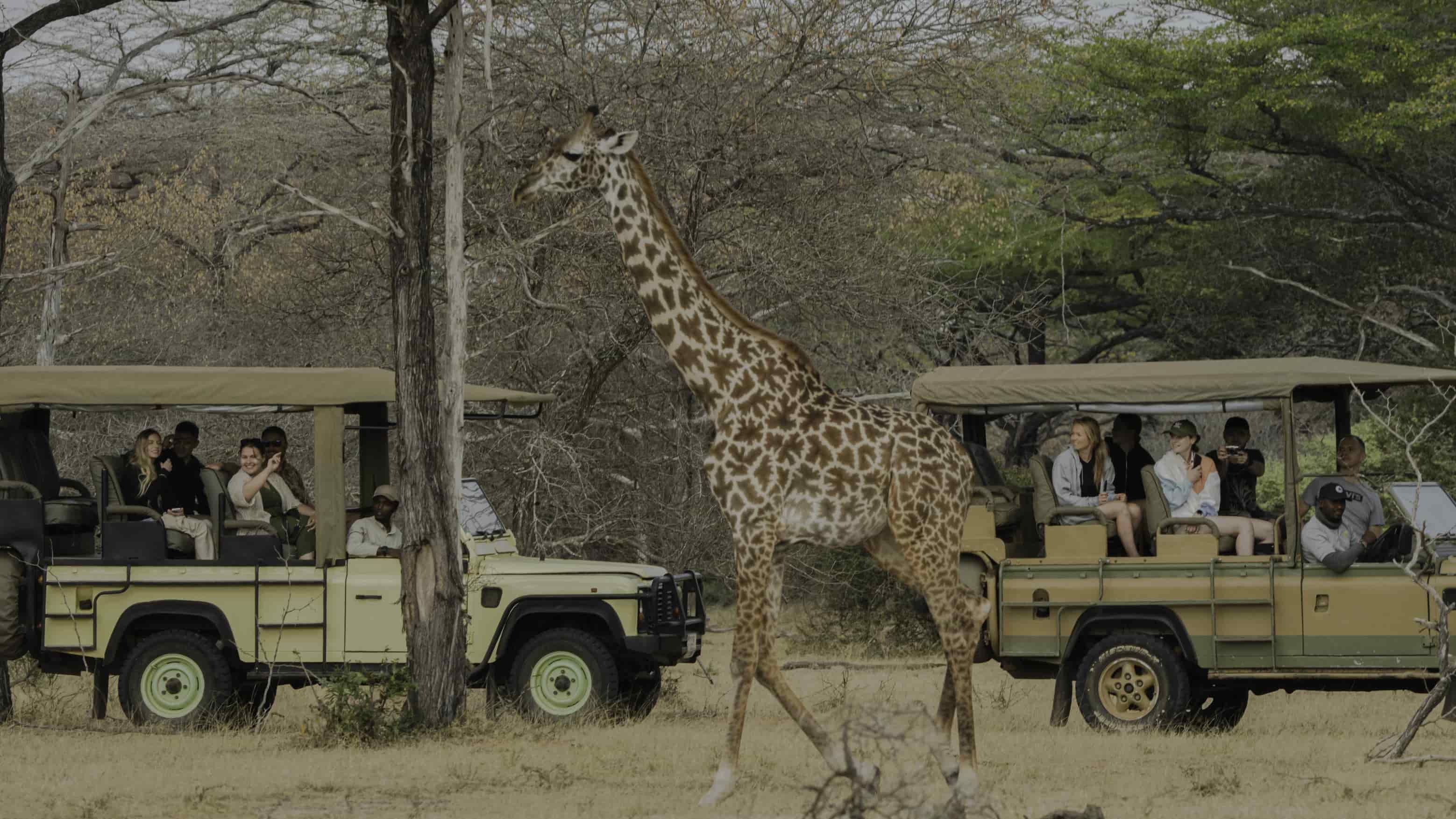 8 Days Selous–Ruaha–Mikumi Safari Circuit from Zanzibar