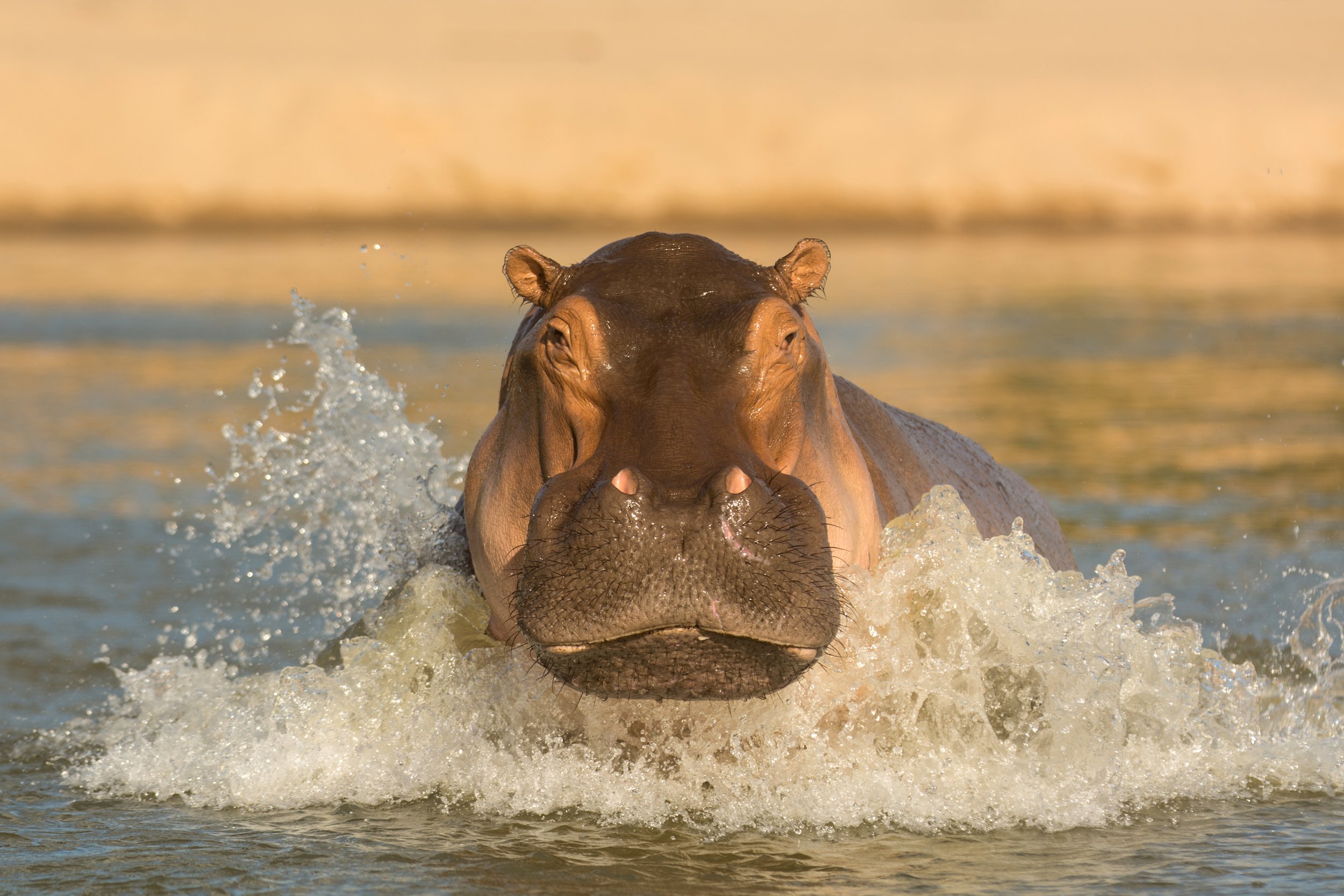 Safari + Boat Ride in Selous
