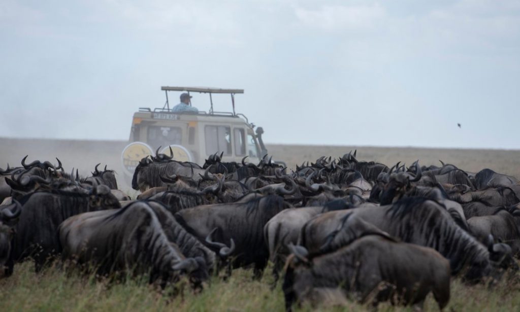12 Days Northern Migration Safari and Ol Doinyo Lengai Trekking