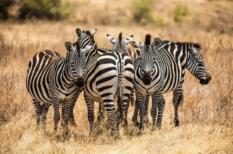 Arusha safari deals 2026