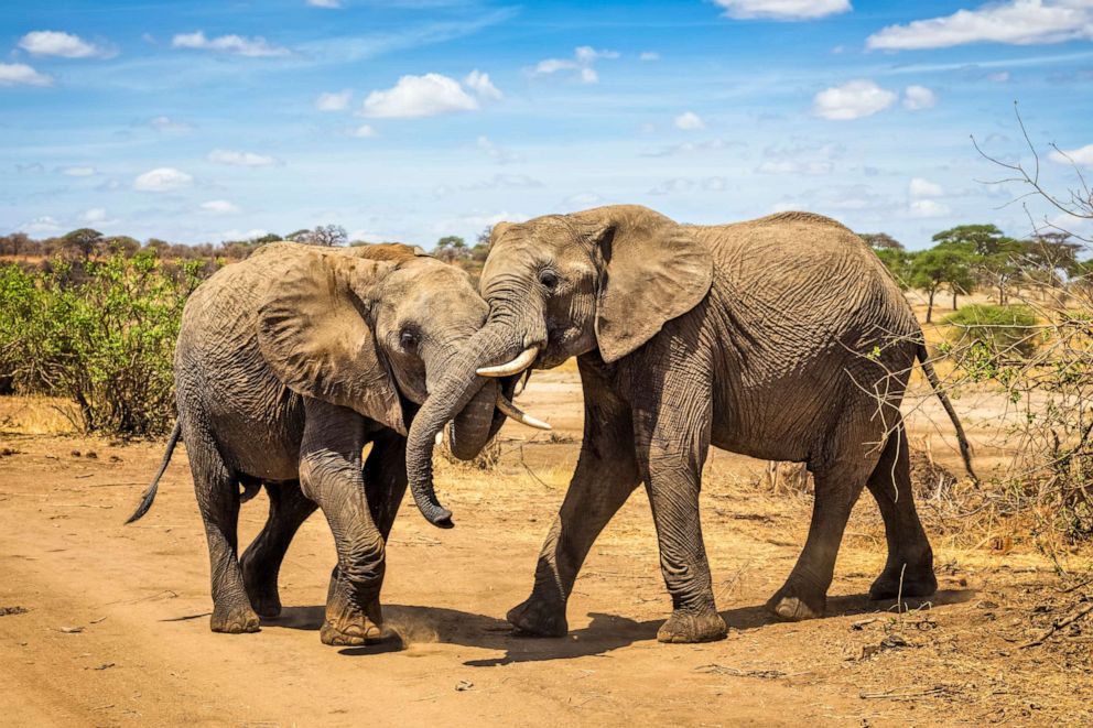 4-Day Private Tanzania Safari & Maasai Cultural Tour