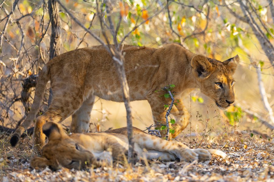 4-Day Private Tanzania Safari & Maasai Cultural Tour