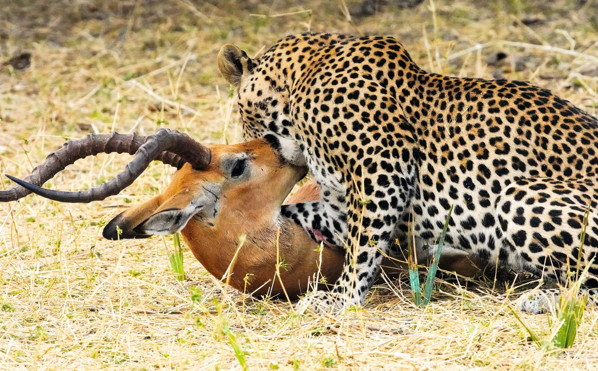 5 Days Luxury Fly-In Safari from Zanzibar to Nyerere & Ruaha National Parks