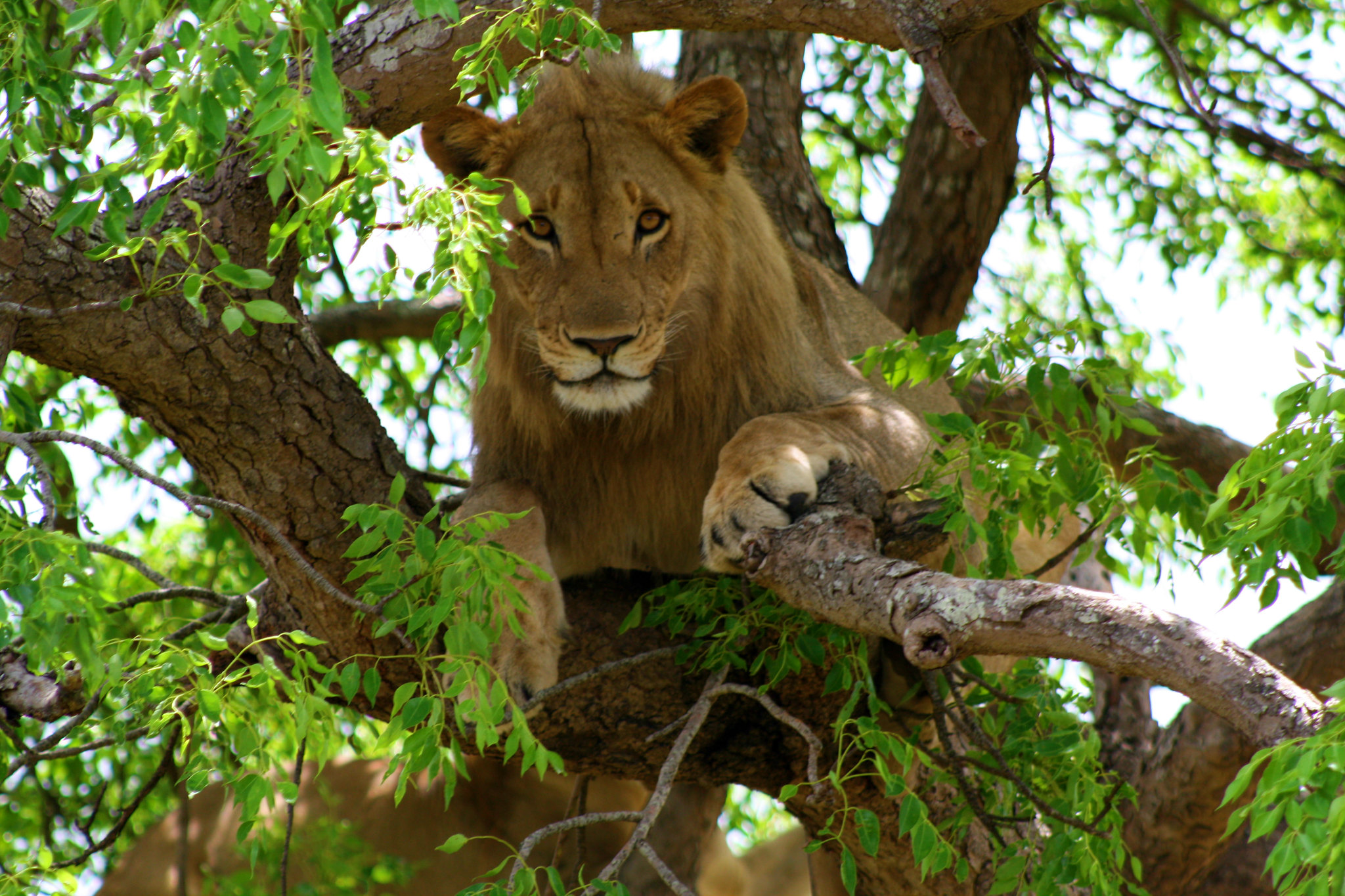 Lake Manyara + Treetop Walkway
