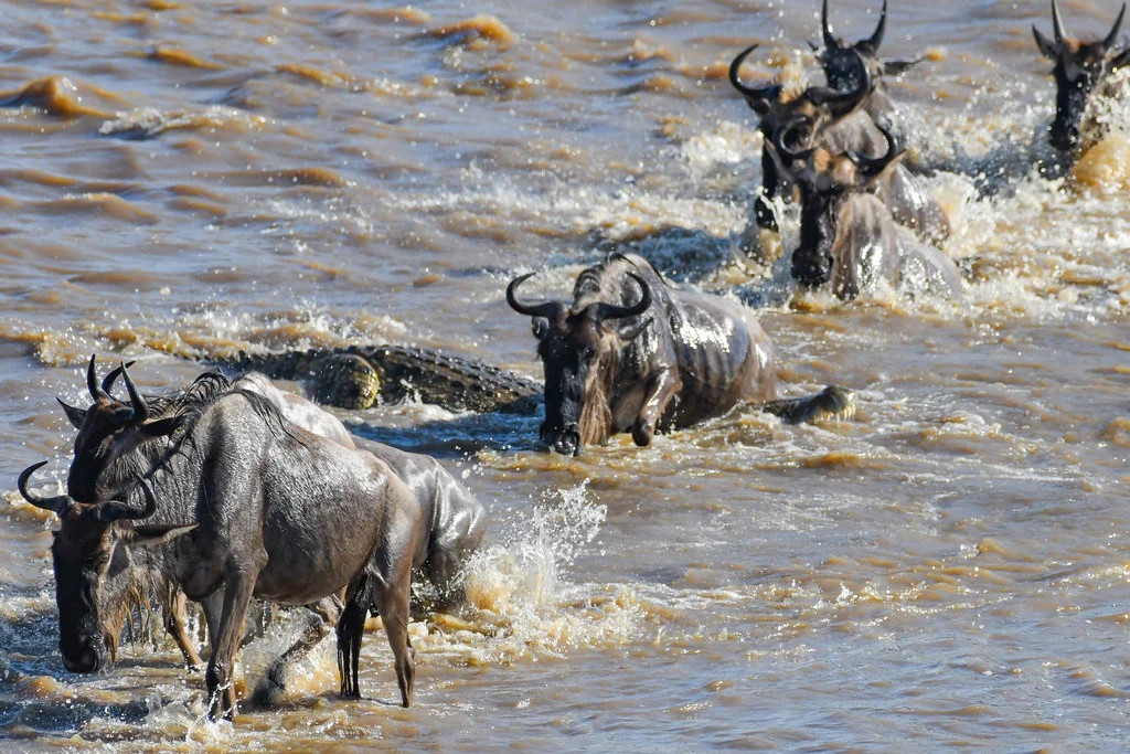 10 days Serengeti migration safari packages