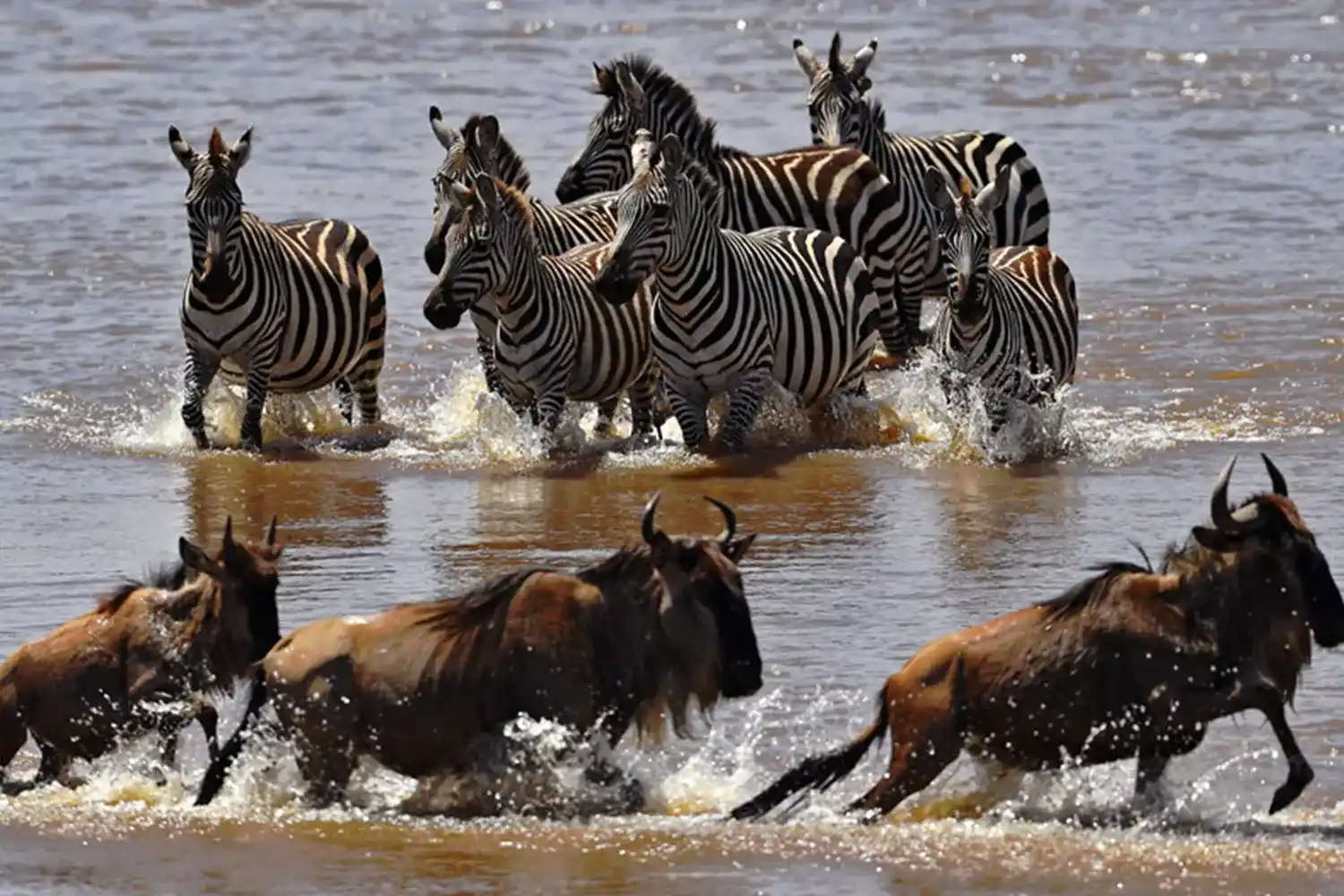 Kogatende migration river crossing tips