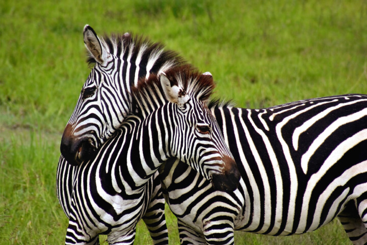 Best tours in Arusha