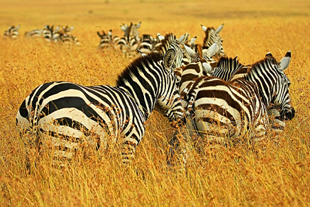 11-Day Tanzania Safari & Cultural Discovery