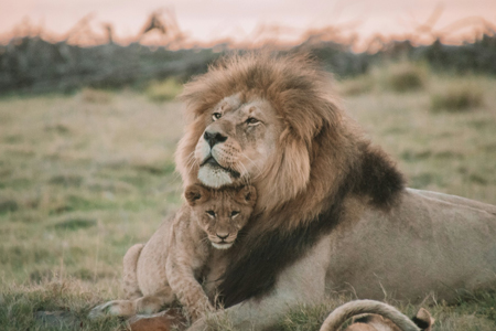 Tanzania Safari 12-Day Expedition