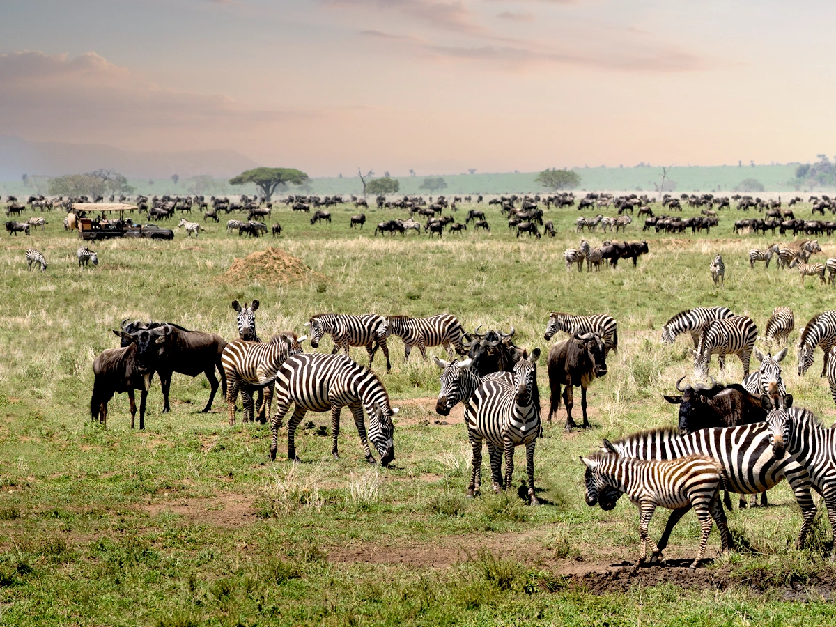 Exclusive 5-Day Tanzania Safari