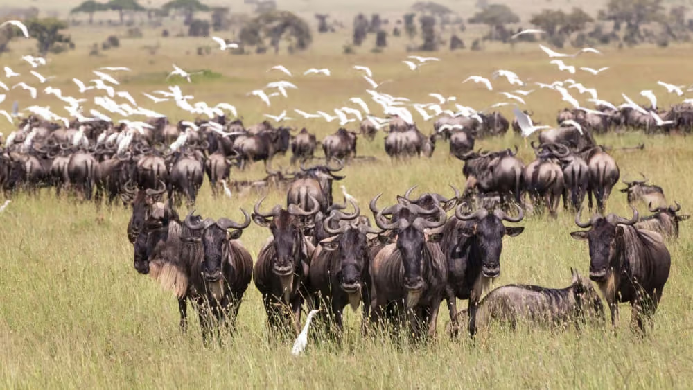 3-Day Fly-In Serengeti Safari from Dar es Salaam