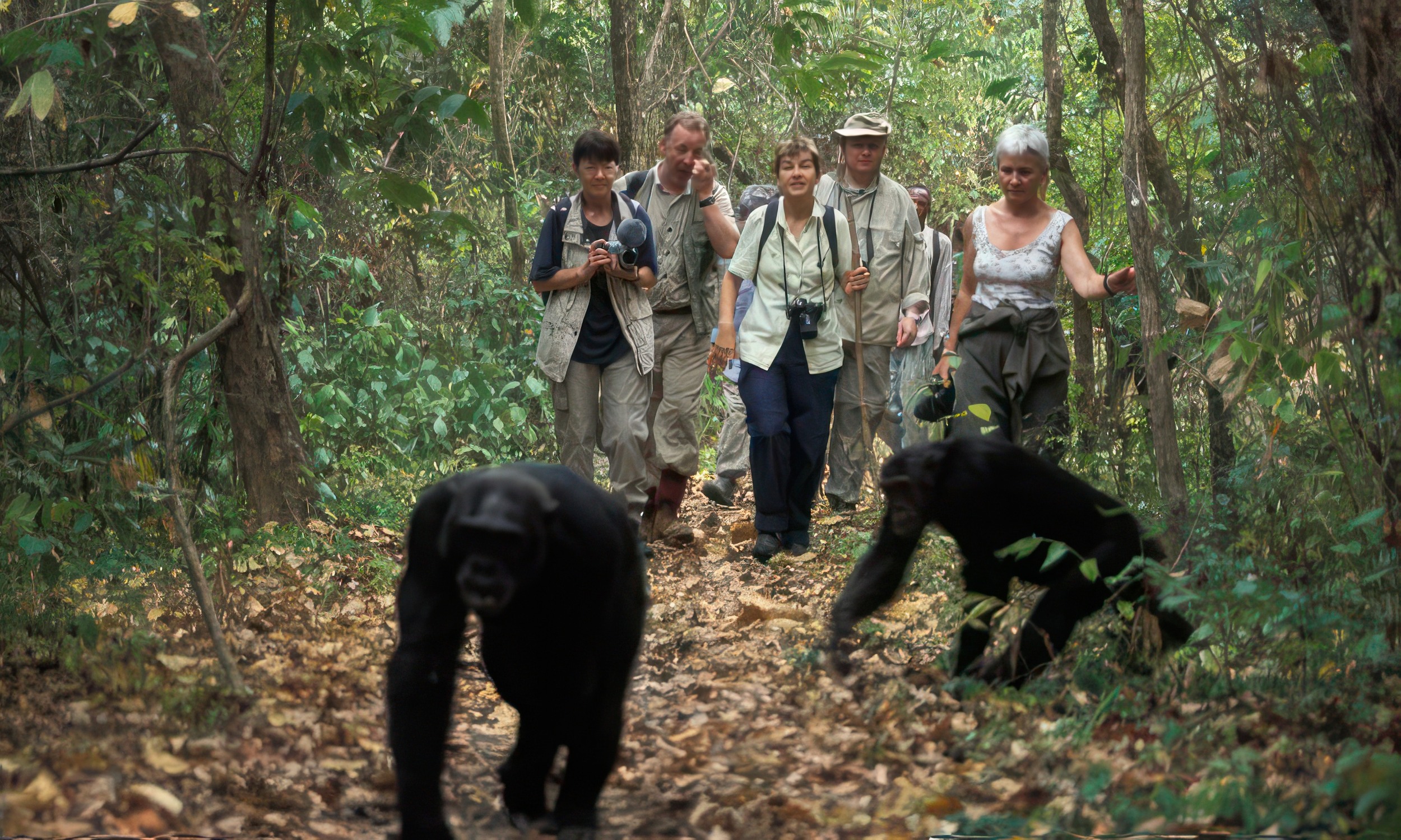 4-Day Gombe Chimpanzee Trekking Safari from Dar es Salaam