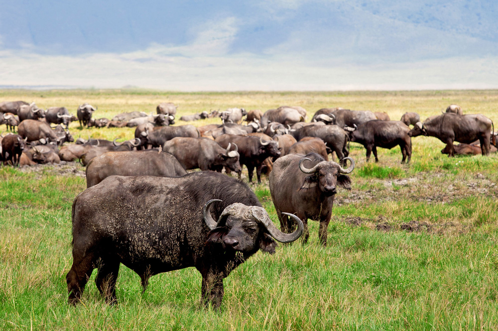 4-Day Tanzania Safari from Zanziba