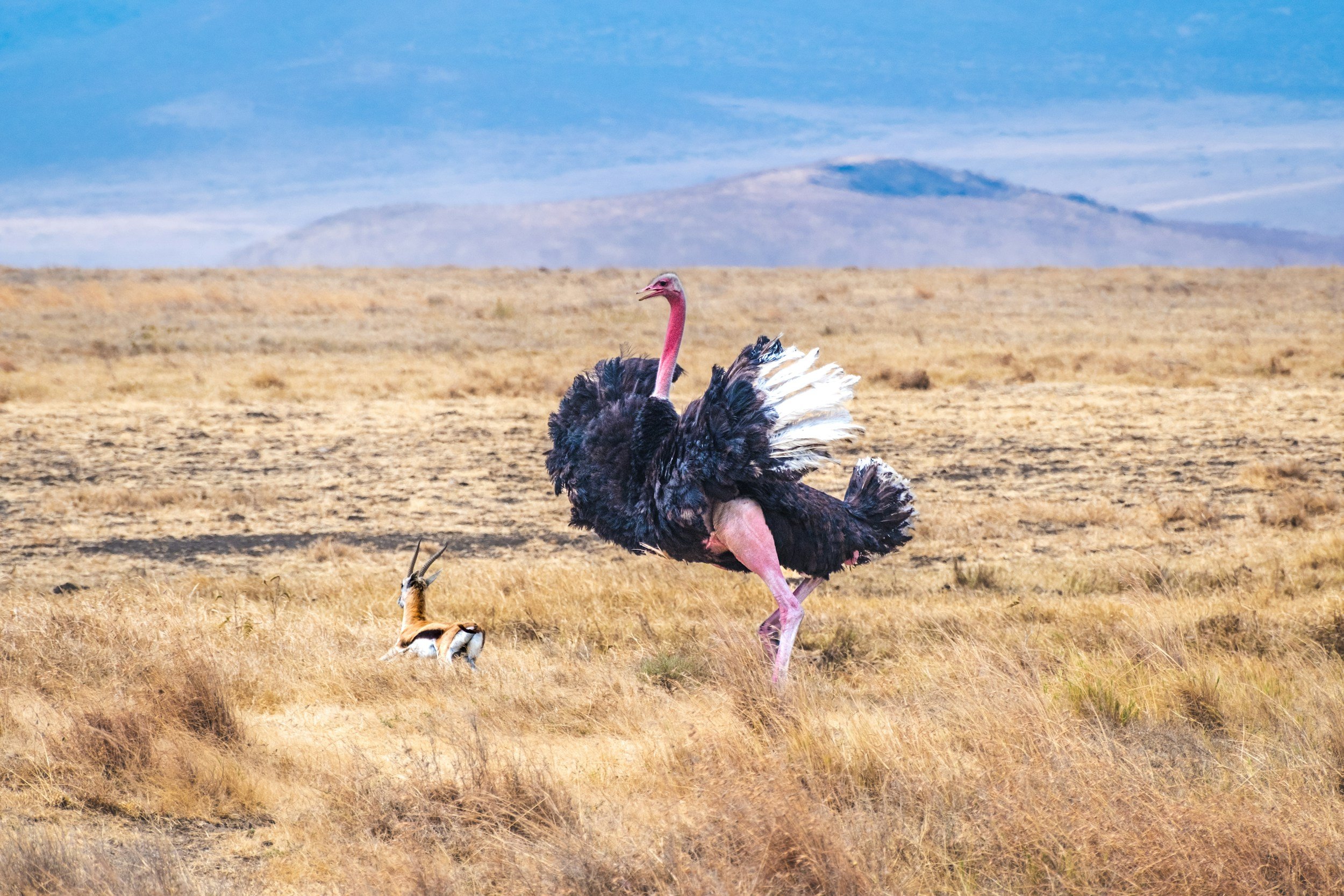 4-Day Tanzania Safari Adventure