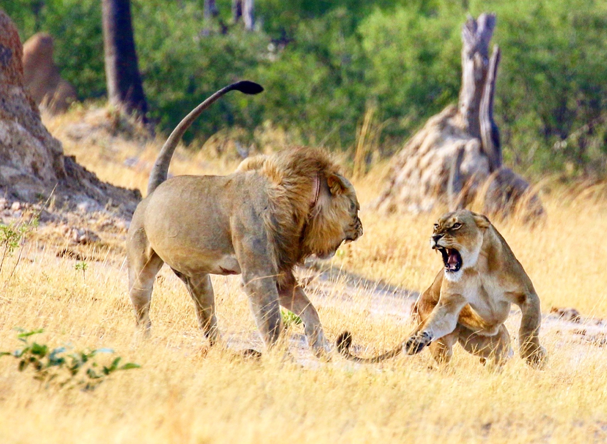 Ultimate 5-Day Tanzania Wildlife Safari