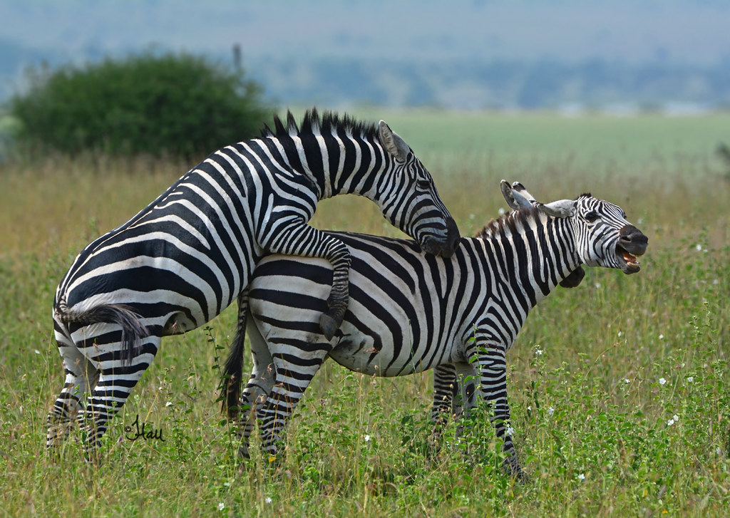 Best of 5-Day Fly-In Tanzania Safari