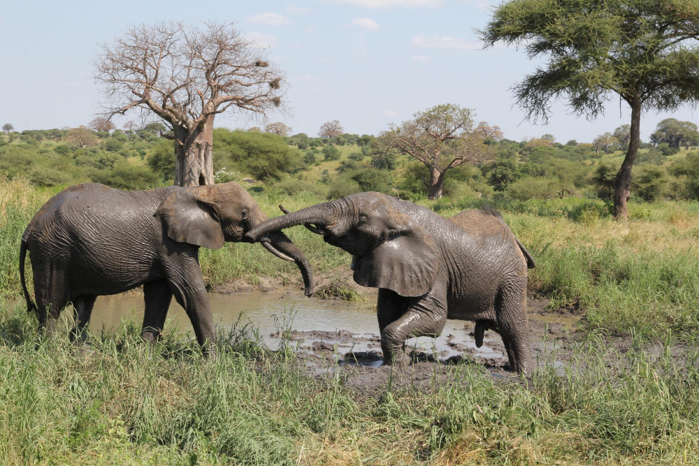 Ultimate 6-Day Tanzania Wildlife Tour