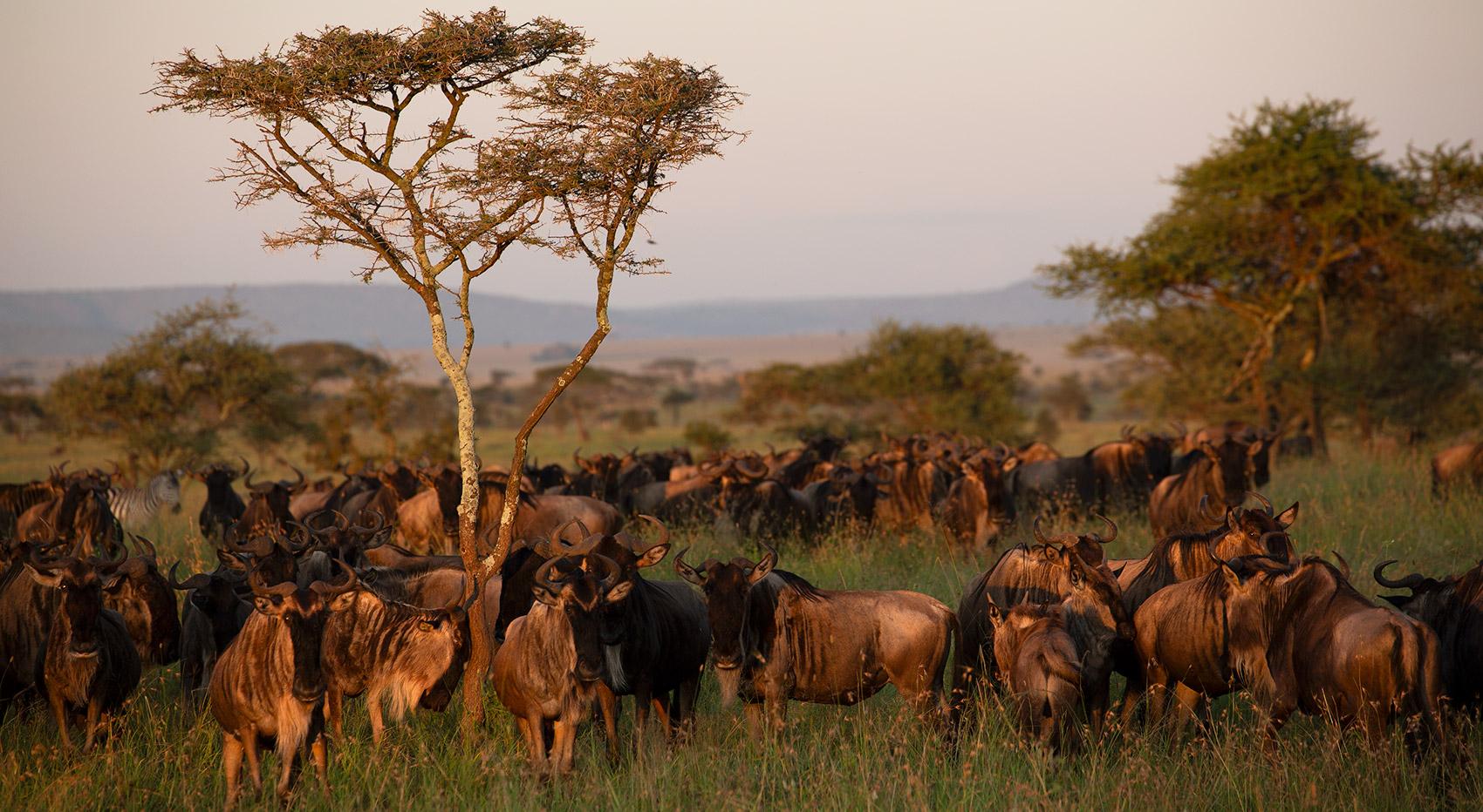 7-Day Tanzania Safari Experience Cultural