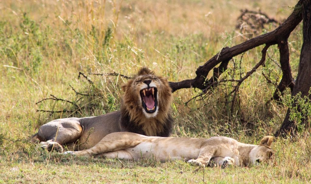 8-Day Serengeti Northern Migration Safari Adventure