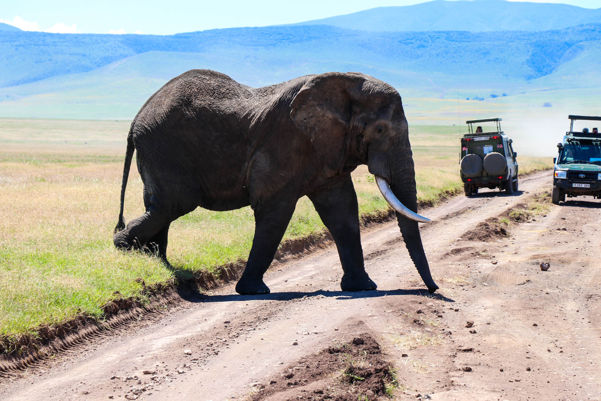 The Best 3-Day Tanzania Safari Tour