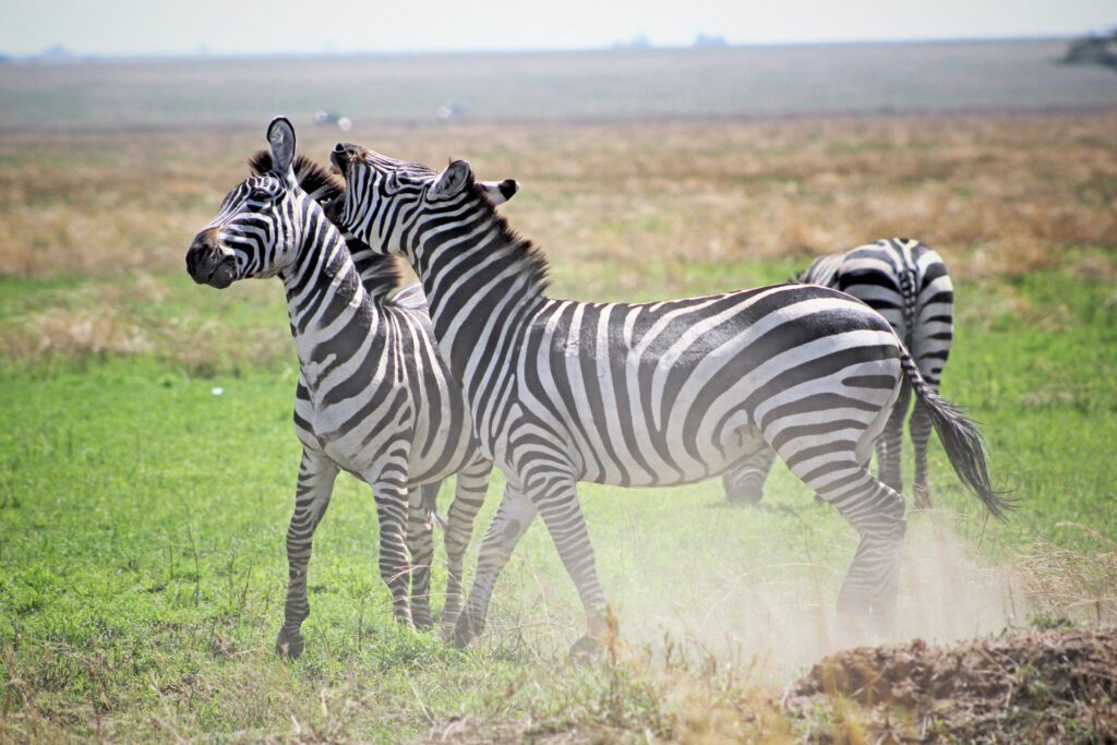 Exclusive 9-Day Tanzania Safari