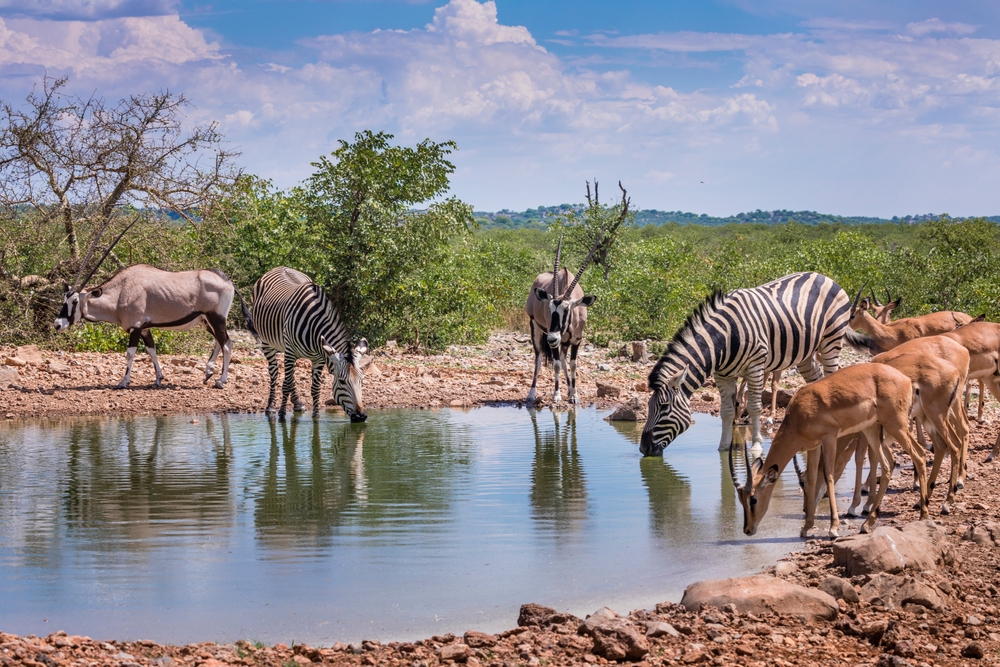Northern Luxury 5-Day Tanzania Safari