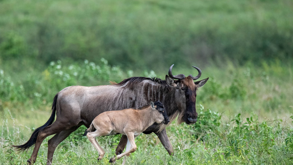 5 Days Serengeti-Great Migration Serengeti Great Migration has been listed as one of the Seven Natural Wonders of the World Safari