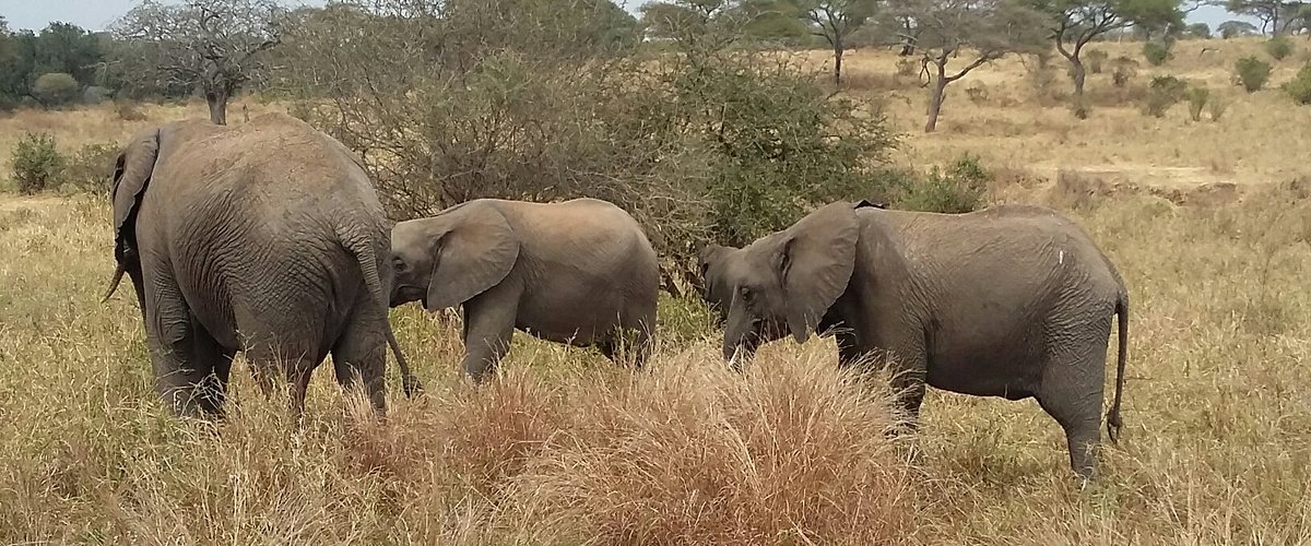 Ngorongoro day tour This day trip tour gives you the opportunity to visit the famous world famous Ngorongoro Crater, nicknamed the eighth wonder of the world